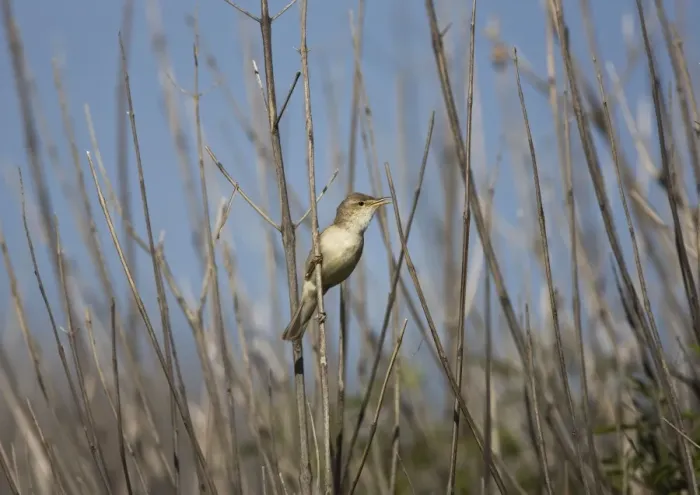 Framed Print : Eastern Olivaceous Warbler Rhodes Greece May Framed Print : Eastern Olivaceous Warbler Rhodes Greece May