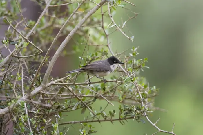 Framed Print : Eastern Orphean Warbler. Turkey May