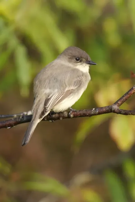 Framed Print : Eastern Phoebe Framed Print : Eastern Phoebe