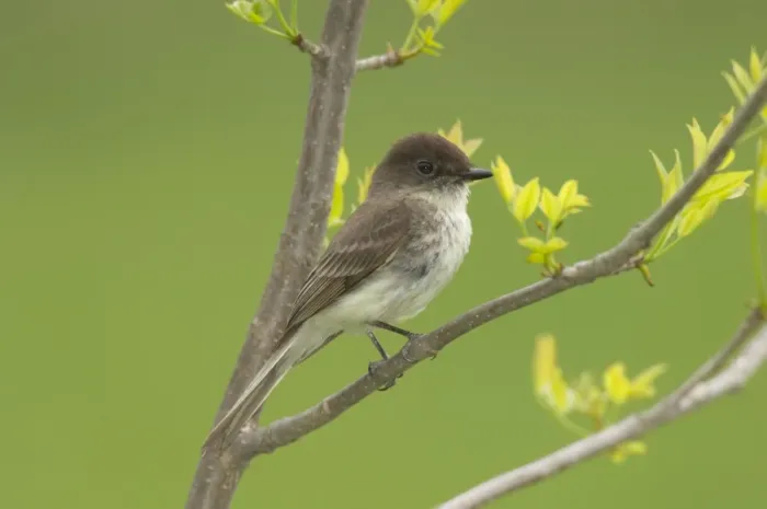 Framed Print : Eastern Phoebe - Perched on branch, May Great Lakes area, Point Pelee, Ontario, Canada _TPL6307 Framed Print : Eastern Phoebe - Perched on branch, May Great Lakes area, Point Pelee, Ontario, Canada _TPL6307