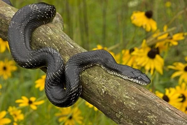 Eastern Rat Snake  /  Black Ratsnake - on log - New York - USA