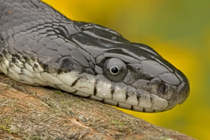 Framed Print : Eastern Rat Snake / Black Ratsnake - on log - New York - USA Framed Print : Eastern Rat Snake / Black Ratsnake - on log - New York - USA