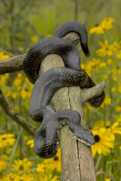 Framed Print : Eastern Rat Snake / Black Ratsnake - on log - New York - USA Framed Print : Eastern Rat Snake / Black Ratsnake - on log - New York - USA