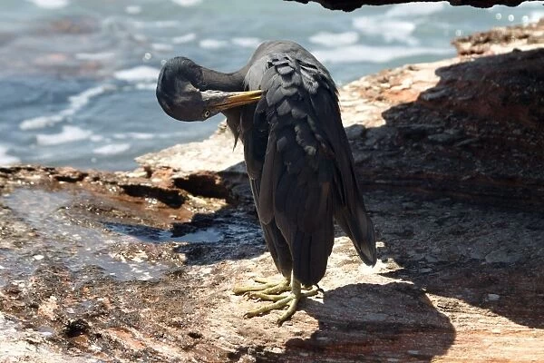Eastern Reef Egret - grey morph. Common around the northern and eastern coasts, less so in the south. Rare Victoria and Tasmania. Strictly marine. Prefers rocky shores and coral reefs, but infrequent on long sandy beaches