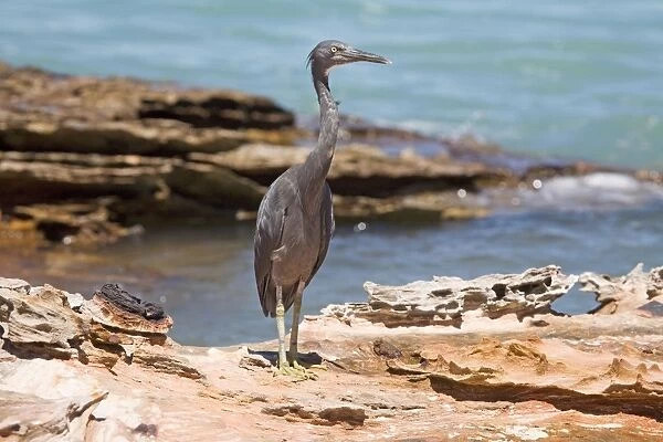 Eastern Reef Egret grey morph At Roebuck Bay, Broome, Western Australia. Common around Australian coasts particularly in the north. Avoids long unbroken sandy beaches