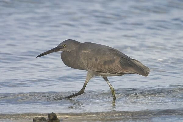 Eastern Reef Egret - Unusually coloured with black legs and black bill. Home Island in the Cocos (Keeling) Island group