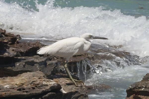 Eastern Reef Egret - white morph. Common around the northern and eastern coasts, less so in the south where the grey morph predominates. Rare Victoria and Tasmania. Strictly marine