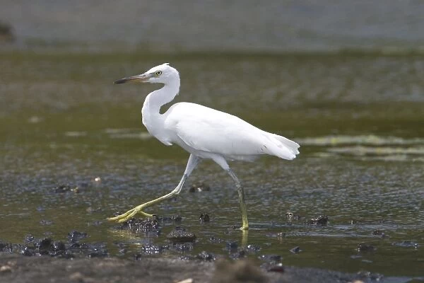 Eastern Reef Egret white morph - Found around Australian coastlines particularly in rocky areas. Photographed on West Island in the Cocos (Keeling) Islands atolls in the Indian Ocean
