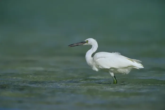 Framed Print : Eastern Reef Egret. White Morph In shallow reef water. Heron Island, Great Barrier Reef, Queensland, Australia Framed Print : Eastern Reef Egret. White Morph In shallow reef water. Heron Island, Great Barrier Reef, Queensland, Australia