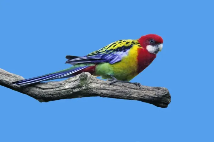 Framed Print : Eastern Rosella - perched on branch Dortmund, Germany Framed Print : Eastern Rosella - perched on branch Dortmund, Germany