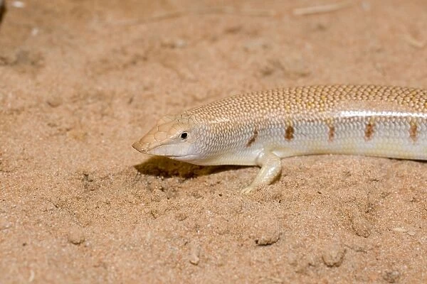 Eastern Sandfish - in sand - Abu Dhabi - United Arab Emirates