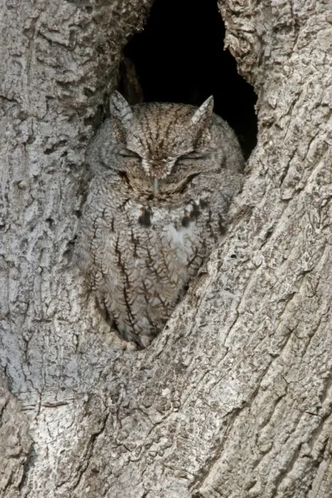 Framed Print : Eastern Screech Owl Framed Print : Eastern Screech Owl