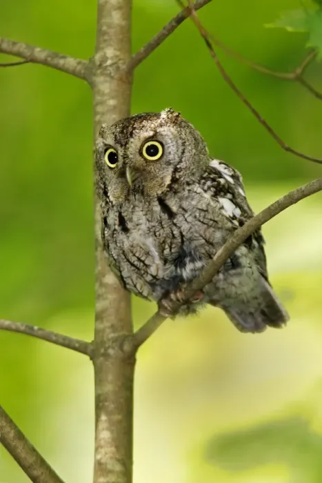 Framed Print : Eastern Screech-Owl Framed Print : Eastern Screech-Owl