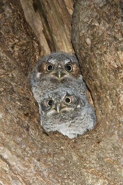 Eastern Screech-Owl Connecticut USA