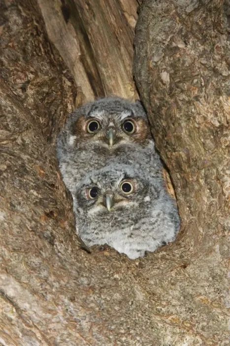 Framed Print : Eastern Screech-Owl Connecticut USA Framed Print : Eastern Screech-Owl Connecticut USA