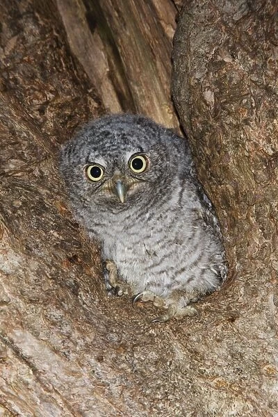 Eastern Screech-Owl Connecticut, USA