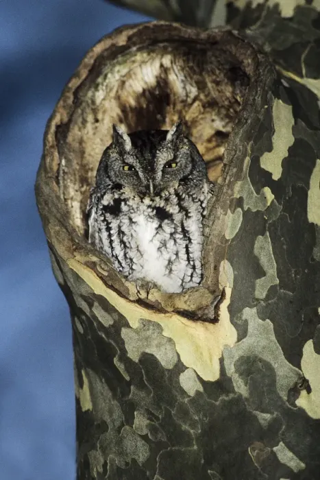 Framed Print : Eastern Screech-Owl - grey morph, in nest hole, CT, USA Framed Print : Eastern Screech-Owl - grey morph, in nest hole, CT, USA