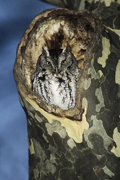Eastern Screech-Owl - grey morph, in nest hole, CT, USA