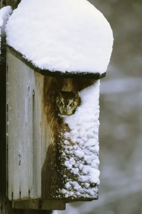 Framed Print : Eastern Screech-Owl - red morph in owl box in residential backyard, Jan, CT, USA Framed Print : Eastern Screech-Owl - red morph in owl box in residential backyard, Jan, CT, USA