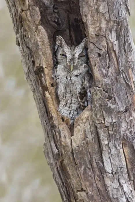 Framed Print : Eastern Screech-Owl - Texas subspecies Megascops asio mccallii. South Texas Framed Print : Eastern Screech-Owl - Texas subspecies Megascops asio mccallii. South Texas