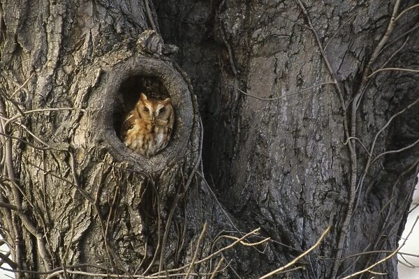 Eastern Screech Owl, USA