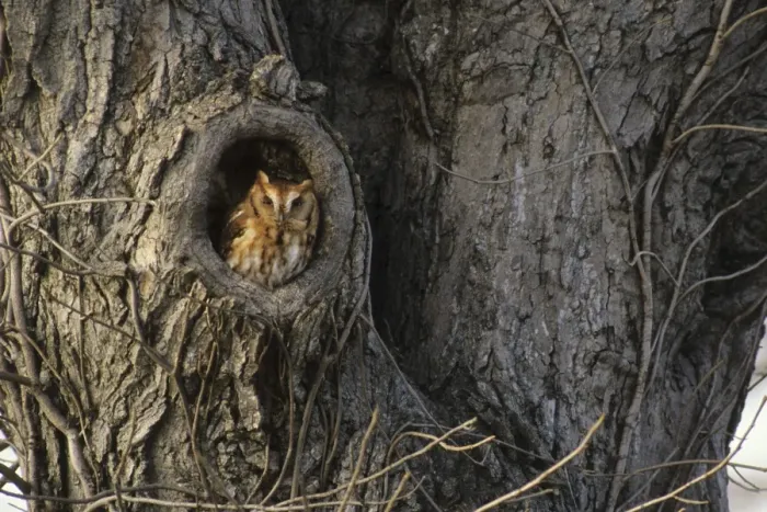 Framed Print : Eastern Screech Owl, USA Framed Print : Eastern Screech Owl, USA
