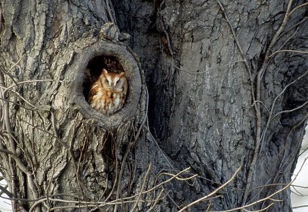 Eastern Screech-Owl - winter roost in tree - Feb in CT USA