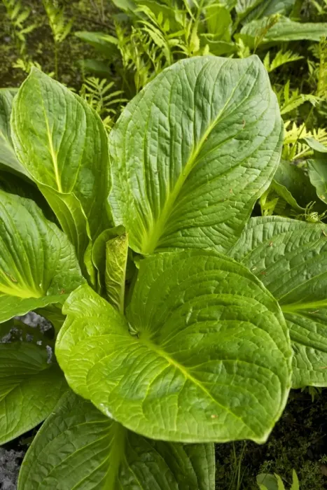 Framed Print : Eastern skunk cabbage - New York Symplocarpus foetidus - found in eastern North America - grows in wet areas Framed Print : Eastern skunk cabbage - New York Symplocarpus foetidus - found in eastern North America - grows in wet areas