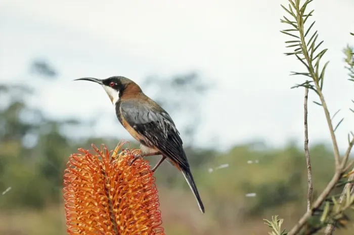 Framed Print : Eastern Spinebill DTC 247 Acanthorhynchus tenuirostris © Trouson Clampett / ardea. com Framed Print : Eastern Spinebill DTC 247 Acanthorhynchus tenuirostris © Trouson Clampett / ardea. com