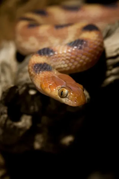 Framed Print : Eastern Tiger Snake Nocturnal Portrait Namib Desert, Namibia, Africa
