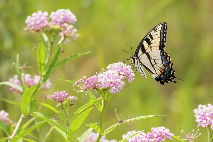 Framed Print : Eastern Tiger swallowtail on swamp milkweed Date: 07-08-2021