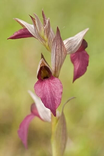 Eastern Tongue Orchid - Italy
