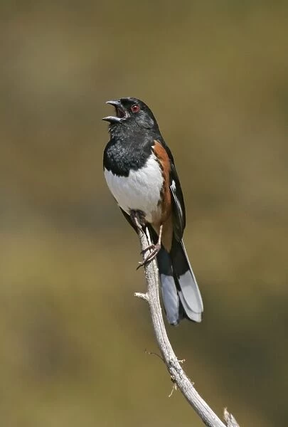 Eastern Towhee - male Connecticut