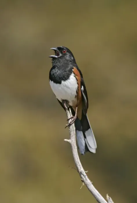 Framed Print : Eastern Towhee - male Connecticut Framed Print : Eastern Towhee - male Connecticut