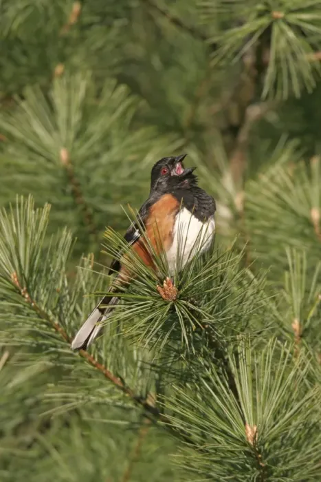 Framed Print : Eastern Towhee - male Connecticut, USA Framed Print : Eastern Towhee - male Connecticut, USA