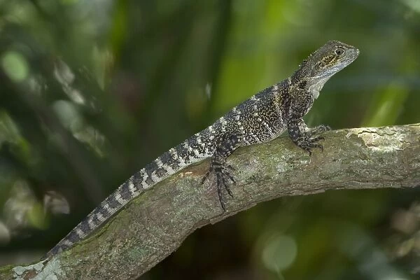 Eastern Waterdragon - adult sitting motionless on a branch waiting for prey - Daintree National Park, Wet Tropics World Heritage Area, Queensland, Australia