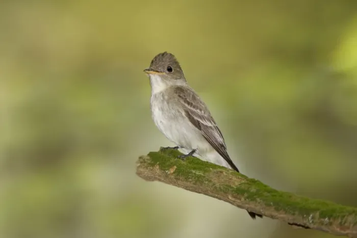 Framed Print : Eastern Wood Pewee - Connecticut USA - June Framed Print : Eastern Wood Pewee - Connecticut USA - June