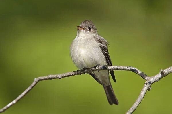 Eastern Wood Pewee. CT in May. USA