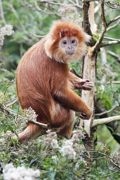 Ebony Leaf Monkey  /  Javan Langur - animal resting on branch, distribution - Java, Indonesia