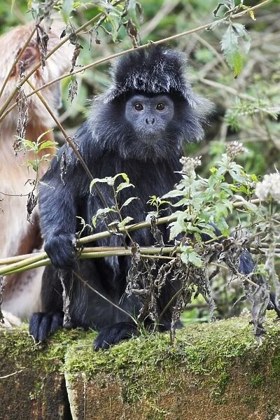 Ebony Leaf Monkey  /  Javan Langur - animal showing black coloured phase, distribution - Java, Indonesia