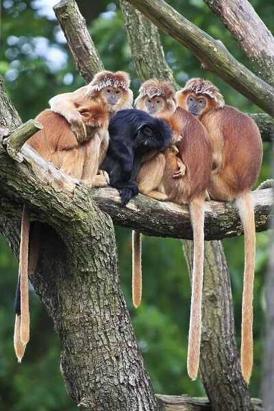 Ebony Leaf Monkey  /  Javan Langur - family group huddled together, resting, distribution - Java, Indonesia