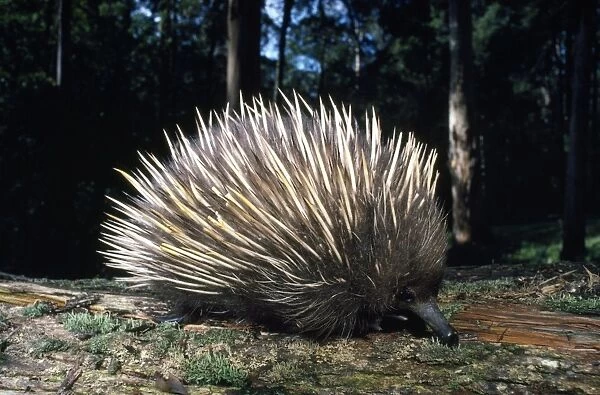 Echidna. PPC-20021. Short-beaked  /  short-nosed  /  Spiny ECHIDNA - Also known