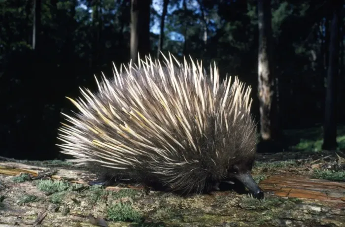 Framed Print : Echidna. PPC-20021. Short-beaked / short-nosed / Spiny ECHIDNA - Also known Framed Print : Echidna. PPC-20021. Short-beaked / short-nosed / Spiny ECHIDNA - Also known