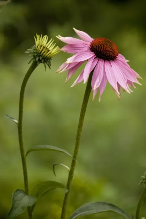 Framed Print : Echinacea in flower; garden variety: Echinacea purpurea doubledecker Framed Print : Echinacea in flower; garden variety: Echinacea purpurea doubledecker