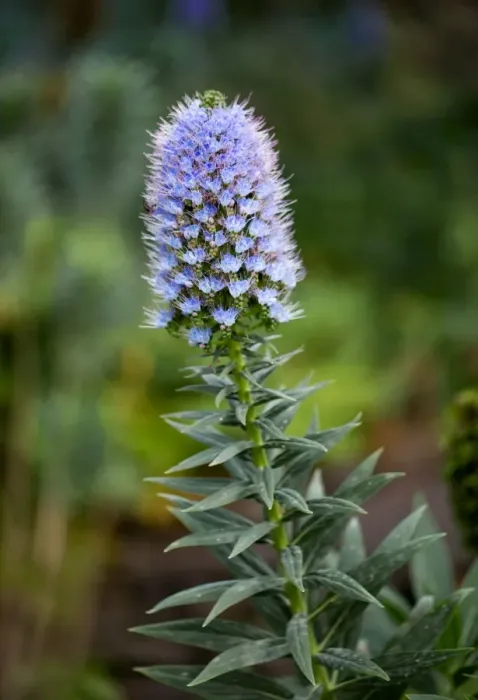 Framed Print : Echium nervosum - Madeira's Botanical Garden, Funchal, Madeira. February. A good plant to entice bees and butterflies into the garden Framed Print : Echium nervosum - Madeira's Botanical Garden, Funchal, Madeira. February. A good plant to entice bees and butterflies into the garden