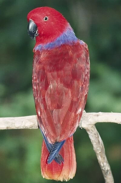 Eclectus Parrot Papua New Guinea & Solomon Islands