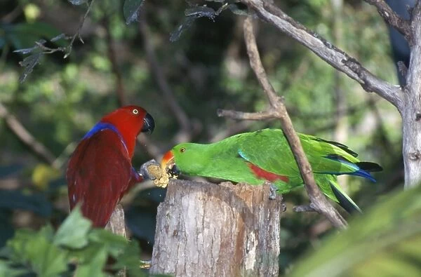 Eclectus Parrots - female (red) offering seeds to male (green)