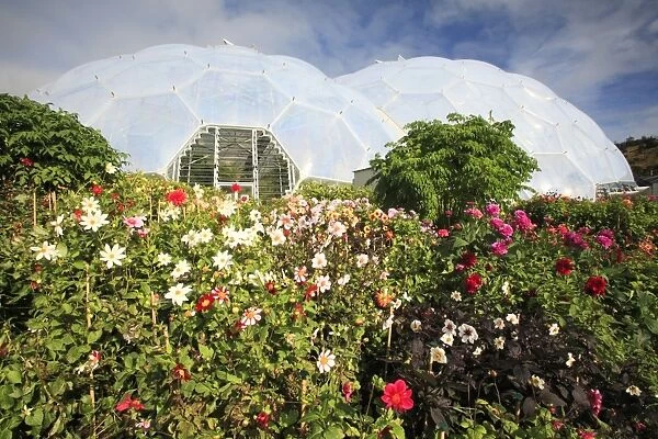 Eden Project - Biome and autumn Dahlias, Bodelva, St Austell, Cornwall