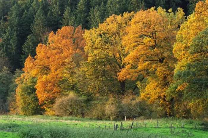 Framed Print : Edge of Beechwood ME 415 Autumn. Great Britain. Fagus sylvatica © Johan De Meester / ARDEA LONDON Framed Print : Edge of Beechwood ME 415 Autumn. Great Britain. Fagus sylvatica © Johan De Meester / ARDEA LONDON