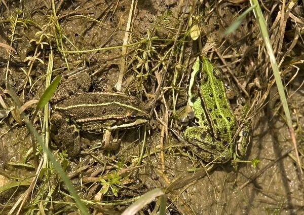 Edible  /  Common Frogs, basking in sun